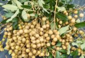 Longan Plants for Sale in Piliyandala