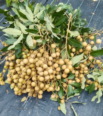 Longan Plants for Sale in Piliyandala