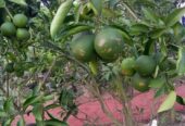 Naran Plants for Sale in Tissamaharama