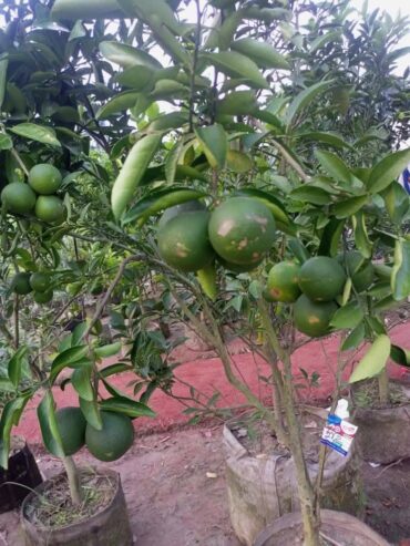 Naran Plants for Sale in Tissamaharama