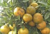 Naran Plants for Sale in Tissamaharama
