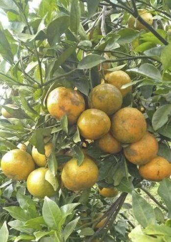 Naran Plants for Sale in Tissamaharama