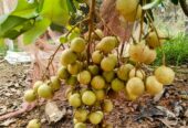 Longan Plants for Sale in Piliyandala
