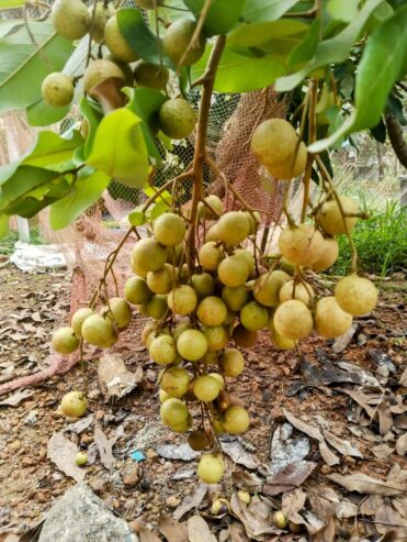 Longan Plants for Sale in Piliyandala