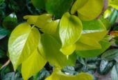 Lemon Lime Pothos for Sale in Giriulla