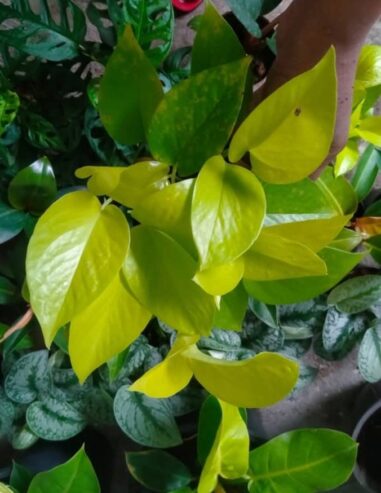 Lemon Lime Pothos for Sale in Giriulla
