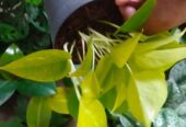 Lemon Lime Pothos for Sale in Giriulla