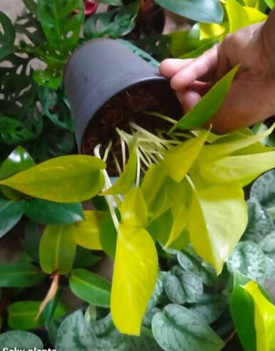 Lemon Lime Pothos for Sale in Giriulla