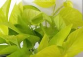 Lemon Lime Pothos for Sale in Giriulla