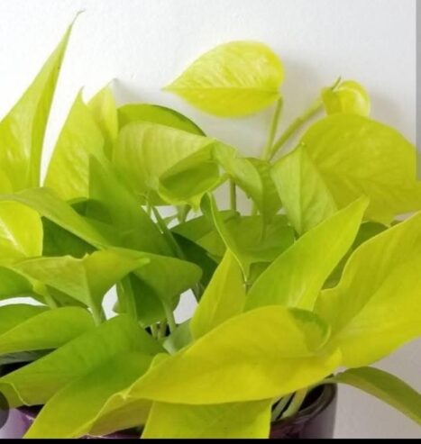 Lemon Lime Pothos for Sale in Giriulla