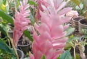 Red Ginger Plants for Sale in Ahangama