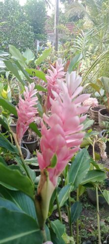 Red Ginger Plants for Sale in Ahangama
