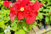 Mussaenda Plants for Sale in Polonnaruwa
