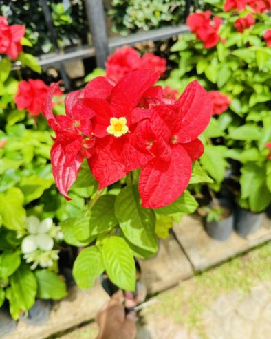 Mussaenda Plants for Sale in Polonnaruwa