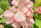 Mussaenda Plants for Sale in Polonnaruwa