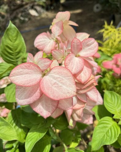 Mussaenda Plants for Sale in Polonnaruwa