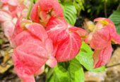 Mussaenda Plants for Sale in Polonnaruwa