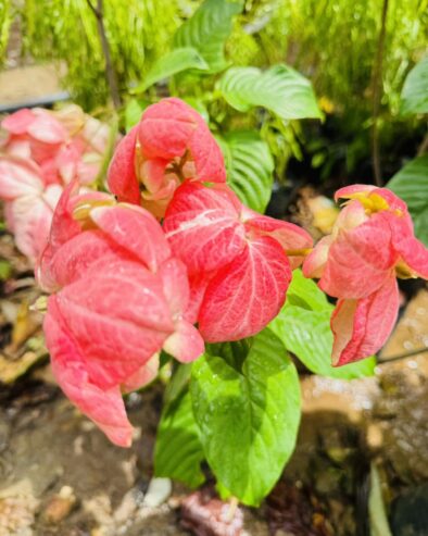 Mussaenda Plants for Sale in Polonnaruwa