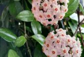 Hoya Carnosa Jade Plants for Sale in Piliyandala