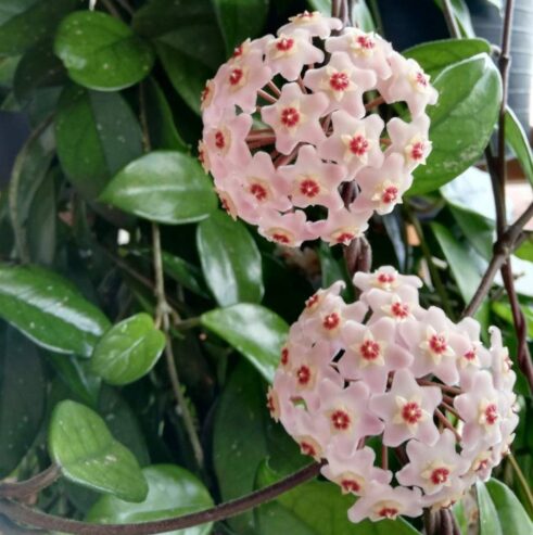 Hoya Carnosa Jade Plants for Sale in Piliyandala