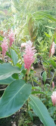 Red Ginger Plants for Sale in Ahangama