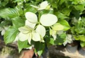 Mussaenda Plants for Sale in Polonnaruwa
