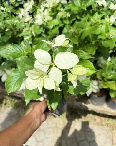 Mussaenda Plants for Sale in Polonnaruwa