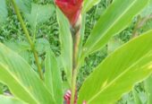 Red Ginger Plants for Sale in Ahangama