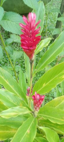 Red Ginger Plants for Sale in Ahangama
