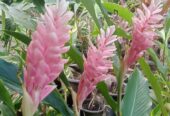 Red Ginger Plants for Sale in Ahangama