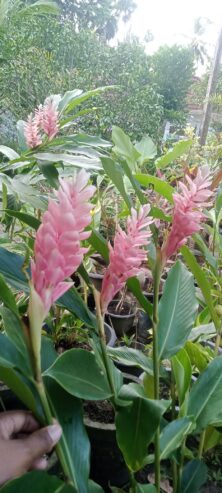 Red Ginger Plants for Sale in Ahangama
