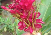 Red Ginger Plants for Sale in Ahangama