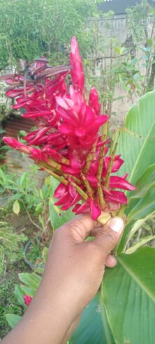 Red Ginger Plants for Sale in Ahangama