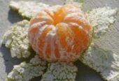 Mandarin Plants with Fruits for Sale in Tissamaharama