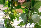 Hoya Carnosa Jade Plants for Sale in Piliyandala