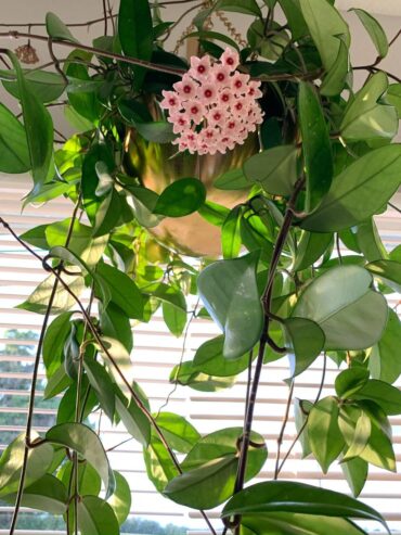 Hoya Carnosa Jade Plants for Sale in Piliyandala