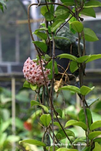 Hoya Carnosa Jade Plants for Sale in Piliyandala