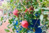 Red Angel Pomegranate Plants for Sale in Piliyandala