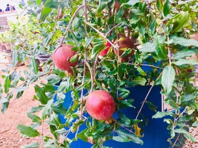 Red Angel Pomegranate Plants for Sale in Piliyandala