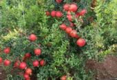 Red Angel Pomegranate Plants for Sale in Piliyandala