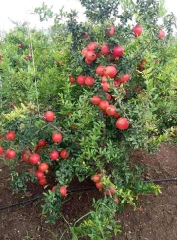 Red Angel Pomegranate Plants for Sale in Piliyandala