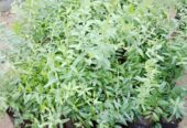 Red Angel Pomegranate Plants for Sale in Piliyandala