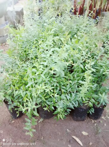 Red Angel Pomegranate Plants for Sale in Piliyandala