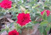 Miniature Climbing Rose ‘Red Cascade’ for Sale in Piliyandala