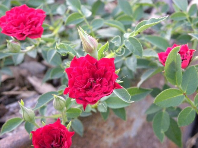 Miniature Climbing Rose ‘Red Cascade’ for Sale in Piliyandala