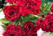 Miniature Climbing Rose ‘Red Cascade’ for Sale in Piliyandala