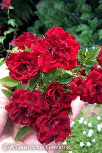 Miniature Climbing Rose ‘Red Cascade’ for Sale in Piliyandala