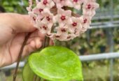 Hoya Carnosa Jade Plants for Sale in Piliyandala