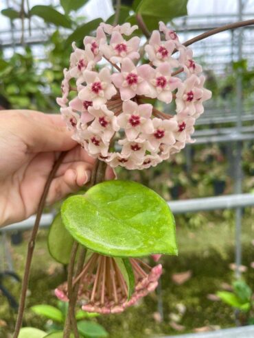 Hoya Carnosa Jade Plants for Sale in Piliyandala