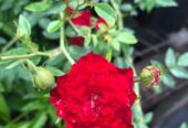 Miniature Climbing Rose ‘Red Cascade’ for Sale in Piliyandala